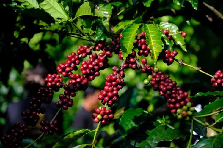 Cà phê Arabica